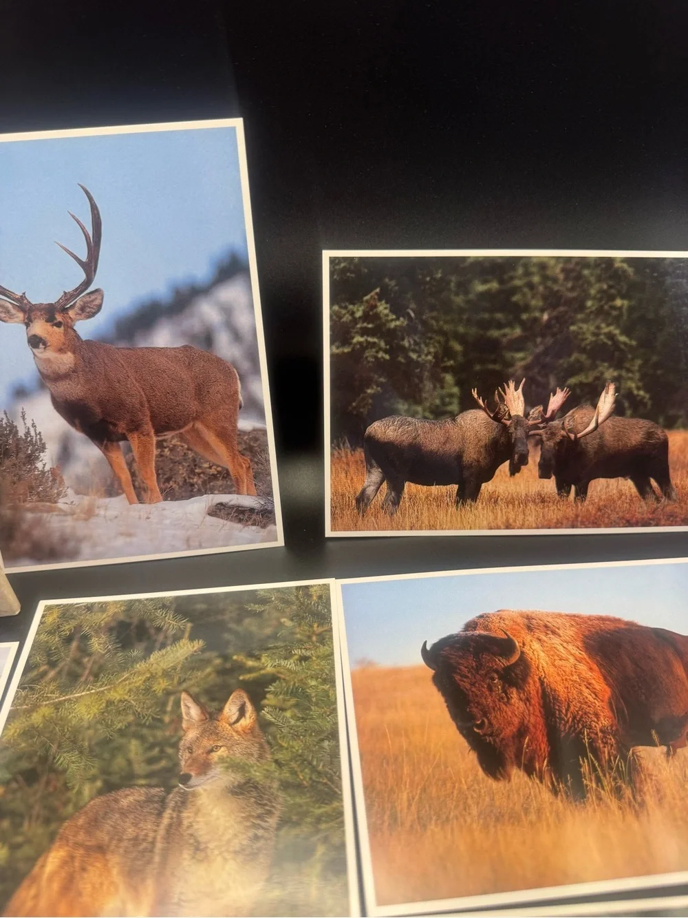 Yellowstone park little